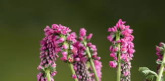 Seven Simple Garden Changes That Could Save Britain’s Wildlife In 2026 premium photo 1664299039106 2d519534d0a5