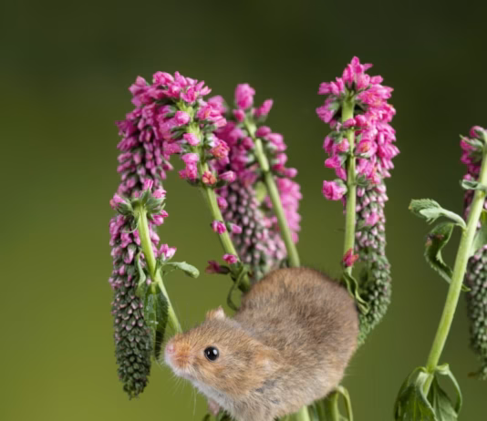 Seven Simple Garden Changes That Could Save Britain’s Wildlife In 2026 premium photo 1664299039106 2d519534d0a5