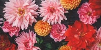 British Garden Centres Guide To The Summer Bulbs To Plant Right Now premium photo 1661721985893 fa40e1b330fd