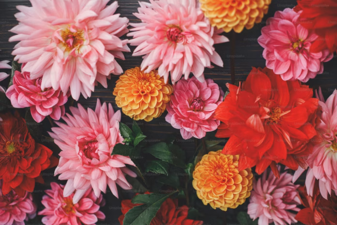 premium photo 1661721985893 fa40e1b330fd premium photo 1661721985893 fa40e1b330fd