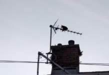 RSPCA Cymru Urges Public To ‘Spring Clean’ Communities To Protect Wildlife Crow entangled Swansea pic2