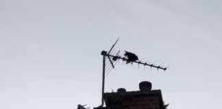 RSPCA Cymru Urges Public To ‘Spring Clean’ Communities To Protect Wildlife Crow entangled Swansea pic2