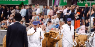 Equine and livestock judges announced for the 2026 Royal Welsh Show RWAS cattle judging