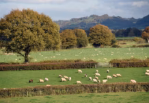 Farmers’ Union Of Wales Warns Proposed Lamb Welfare Changes Risk Unintended Consequences Sheep in field