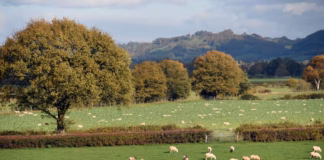 Farmers’ Union Of Wales Warns Proposed Lamb Welfare Changes Risk Unintended Consequences Sheep in field