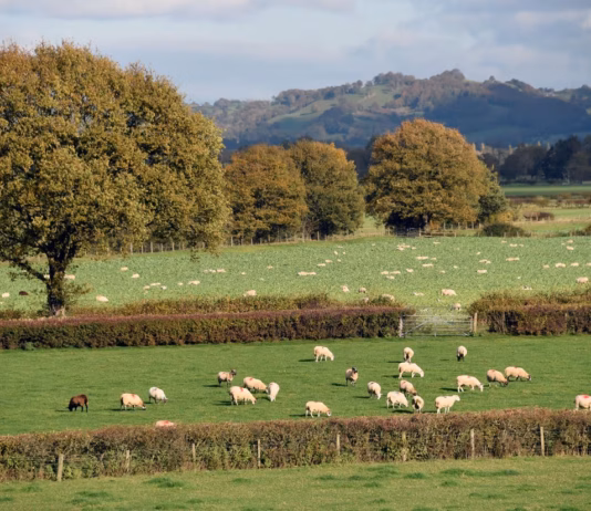 Farmers’ Union Of Wales Warns Proposed Lamb Welfare Changes Risk Unintended Consequences Sheep in field