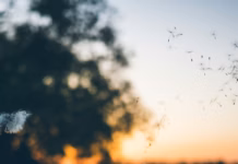 Hacks To Protect Your Home From Pollen This Hayfever Season photo 1494237704796 5bb187a83c31