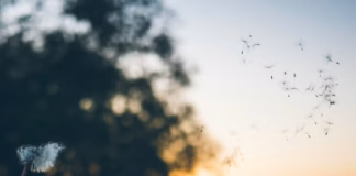 Hacks To Protect Your Home From Pollen This Hayfever Season photo 1494237704796 5bb187a83c31