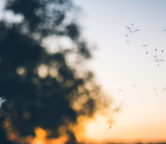 Hacks To Protect Your Home From Pollen This Hayfever Season photo 1494237704796 5bb187a83c31