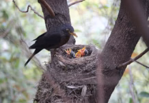 Do’s And Don’ts During Bird Nesting Season photo 1583987276728 0615ed77d0f3