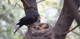 Do’s And Don’ts During Bird Nesting Season photo 1583987276728 0615ed77d0f3