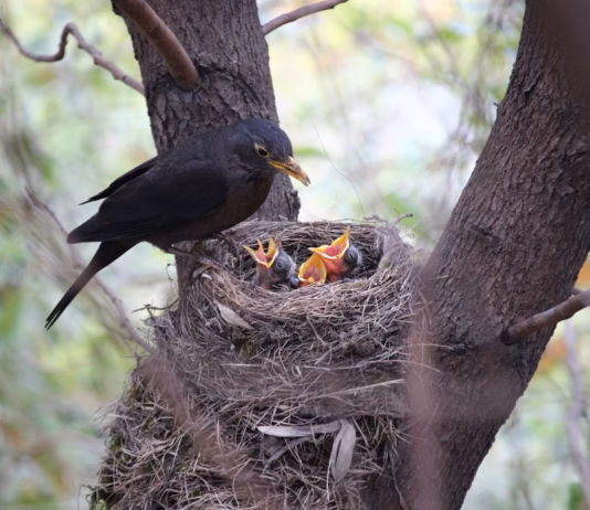 Do’s And Don’ts During Bird Nesting Season photo 1583987276728 0615ed77d0f3