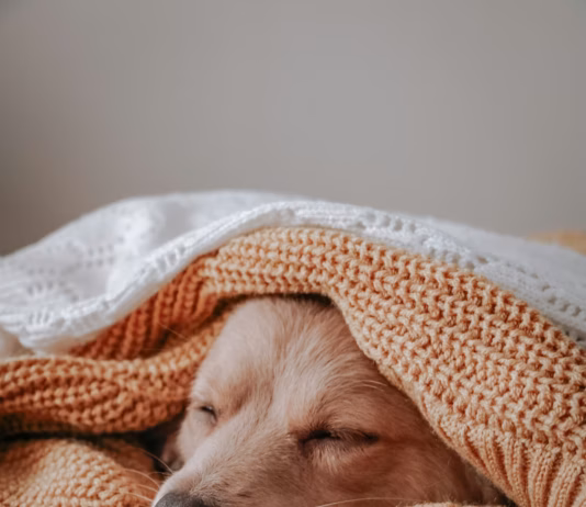 The Simple Mistake Of Sabotaging Your Pet’s Sleep photo 1601880348117 25c1127a95df