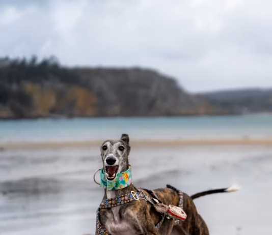 Wales Passes Landmark Bill To Ban Greyhound Racing photo 1729539000487 ccb2b41451fd