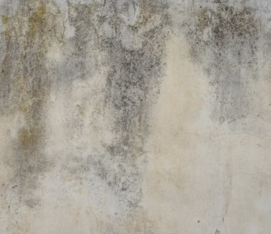 Expert On How To Stop Damp Before It Takes Hold And Destroys Your Home premium photo 1675876354913 cc22bd0850fc