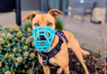 Pepsi The Pooch Needs A Pawfect Home After 750 Days At Dogs Trust Cardiff Pepsi s Muzzle Awareness 3