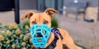 Pepsi The Pooch Needs A Pawfect Home After 750 Days At Dogs Trust Cardiff Pepsi s Muzzle Awareness 3