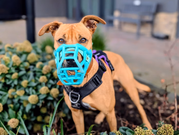 Pepsi s Muzzle Awareness 3