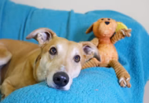 Urgent Appeal: Dogs Trust Bridgend Is In Desperate Need Of Foster Carers Urgent Foster Carer Appeal for Four Legged Friends