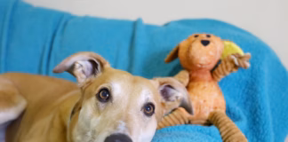 Urgent Appeal: Dogs Trust Bridgend Is In Desperate Need Of Foster Carers Urgent Foster Carer Appeal for Four Legged Friends