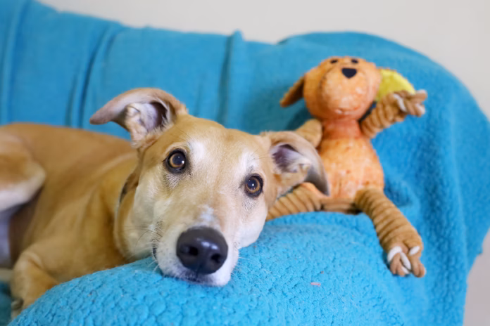 Urgent Foster Carer Appeal for Four Legged Friends