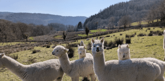 Alpaca and sheep poo secrets tested to help protect world’s grasslands Web 1