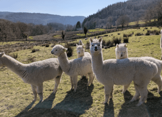 Alpaca and sheep poo secrets tested to help protect world’s grasslands Web 1