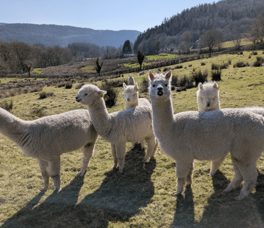Alpaca and sheep poo secrets tested to help protect world’s grasslands Web 1