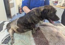 Ban For Owner Who Left Dog With Untreated Leg Wound image 3 (1)