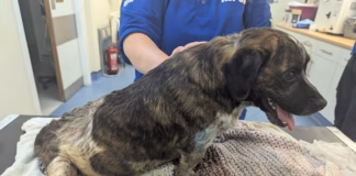 Ban For Owner Who Left Dog With Untreated Leg Wound image 3 (1)