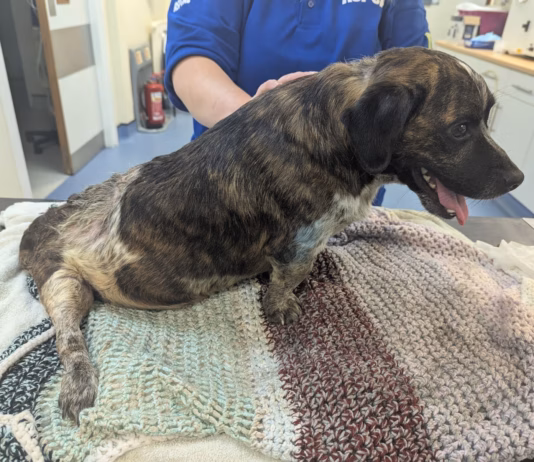 Ban For Owner Who Left Dog With Untreated Leg Wound image 3 (1)