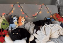 Streamers Raise Five Grand For Animal Welfare In Zooseum Stream image 3