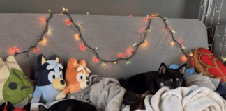 Streamers Raise Five Grand For Animal Welfare In Zooseum Stream image 3