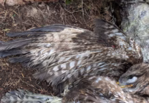 RSPCA Cymru Appeal After Dead Buzzard Found Tied To A Tree Root In Powys image 4 (1)