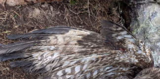 RSPCA Cymru Appeal After Dead Buzzard Found Tied To A Tree Root In Powys image 4 (1)