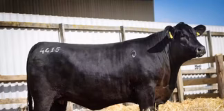 Rawburn Production Sale sets new UK and European record for an Aberdeen Angus Rawburn Karama A415