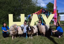 Drovers return to Hay-on-Wye for Royal Welsh Show launch Sheep at Hay Festival