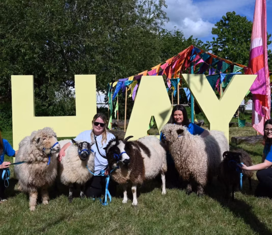 Drovers return to Hay-on-Wye for Royal Welsh Show launch Sheep at Hay Festival