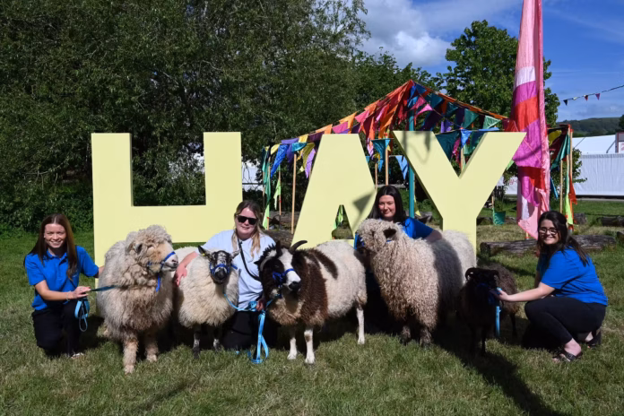 Sheep at Hay Festival Sheep at Hay Festival