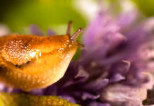Beat The Bugs Naturally With British Garden Centres’ Guide To Pest-Free Planting This Summer Beat the pests naturally