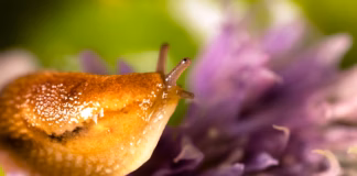 Beat The Bugs Naturally With British Garden Centres’ Guide To Pest-Free Planting This Summer Beat the pests naturally