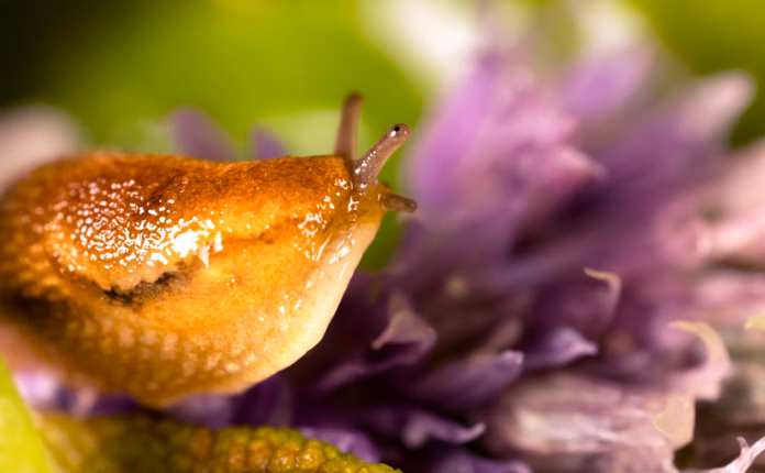 Beat the pests naturally Beat the pests naturally