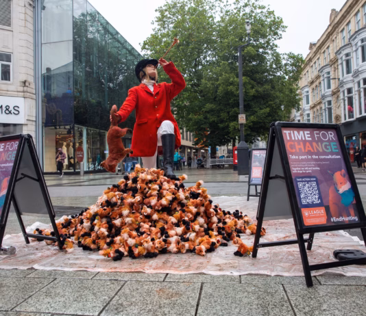 Charity calls for an end to illegal fox hunting FOX HUNTING