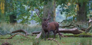 Celebrating the best in working conservation amee fairbank brown R7FkXg71guw unsplash (1)