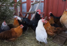 Chicken Run Falls Fowl chickens