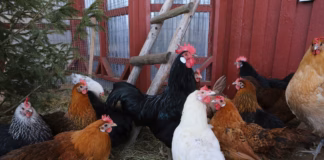 Chicken Run Falls Fowl chickens