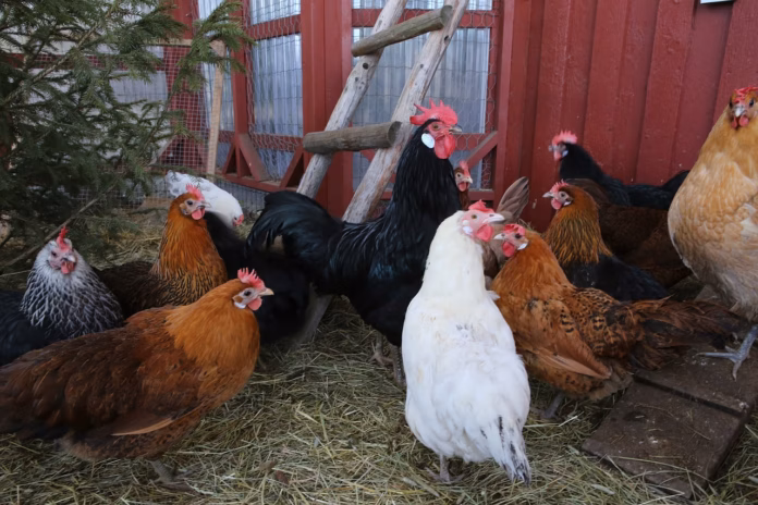chickens