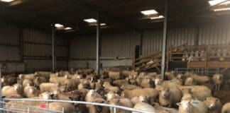 Farm Shed Intended To Be Used As Distillery Refused nash mountain herd