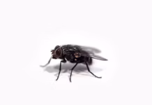 House Expert Reveals Five Household Items That Can Banish Flies From Your Home photo 1596296455028 bb216ae02ff7