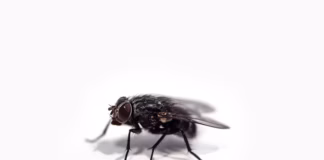 House Expert Reveals Five Household Items That Can Banish Flies From Your Home photo 1596296455028 bb216ae02ff7